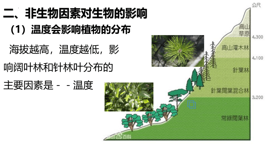 2022--2023学年人教版生物七年级上册 2.1.1生物与环境的关系 第一课时课件（ 含视频 共31张PPT）