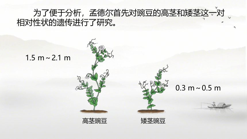 7.2.3基因的显性和隐性 课件(共39张PPT)人教版八年级下册