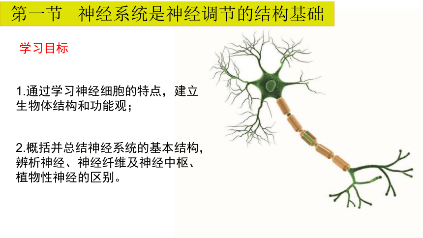 浙科版（2019）选择必修一  2-1 神经系统是神经调节的结构基础(共17张PPT)