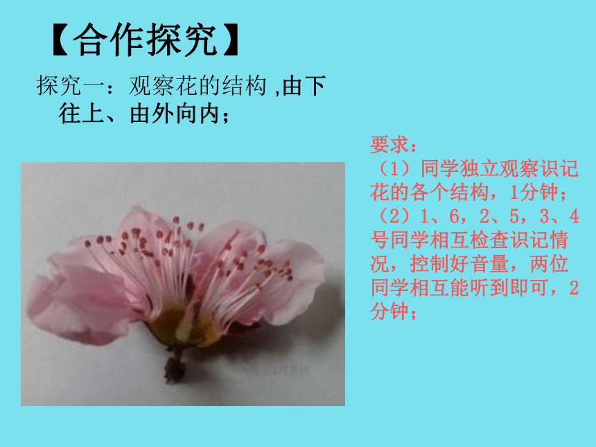 苏教版七上生物 5.5 植物的开花和结果 课件（19张PPT）