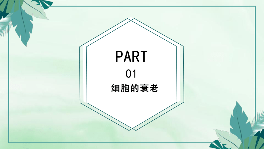 高中生物人教版（2019）必修1-6.3细胞的衰老和死亡（教学课件）（39张ppt）