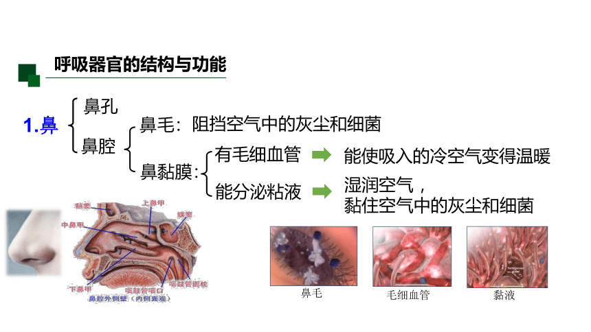 3.5 生物的呼吸和呼吸作用 课件（32张PPT)