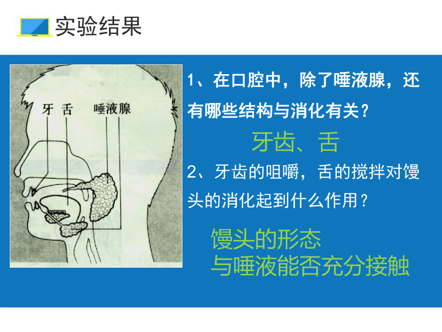 初中生物北京版七年级上册第四章第三节 人和动物的营养 探究馒头在口腔中的变化课件(共32张PPT)