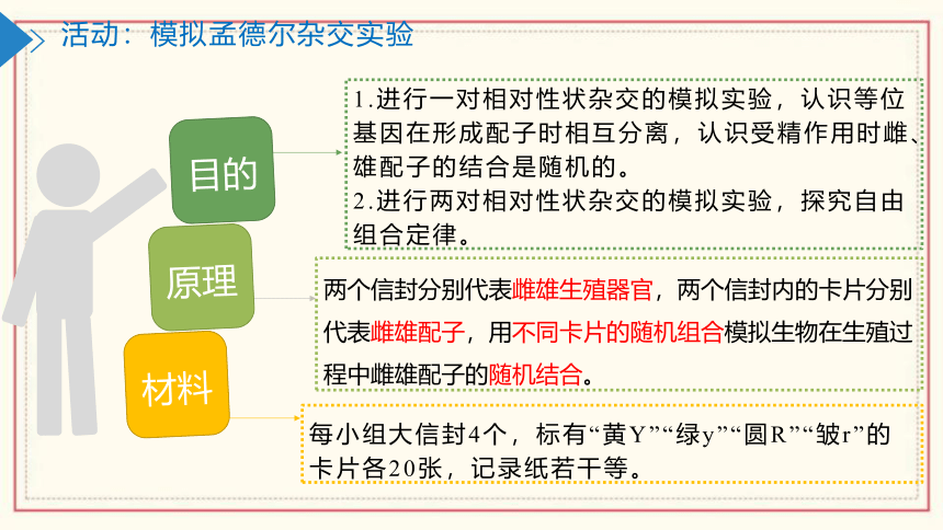 1.2模拟孟德尔杂交实验、两对相对性状的杂交实验及对自由组合现象的解释(共55张PPT)  高中生物 浙科版 必修二