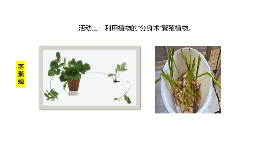 青岛版（六三制2017秋） 三年级下册4.14、植物的“分身术”（ 课件30ppt）