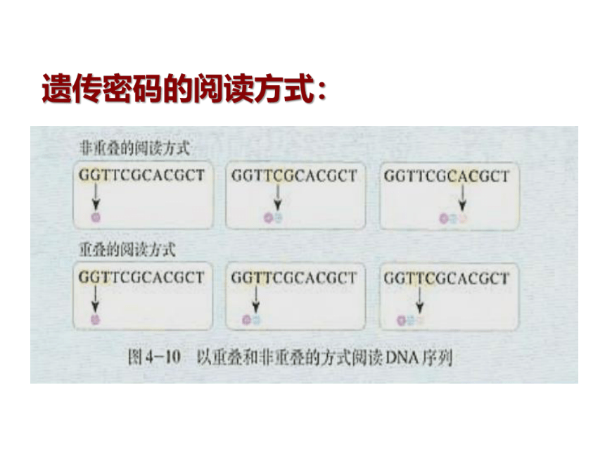 4.3遗传密码的破译课件(共23张PPT)2023-2023学年高一下学期生物人教版必修2
