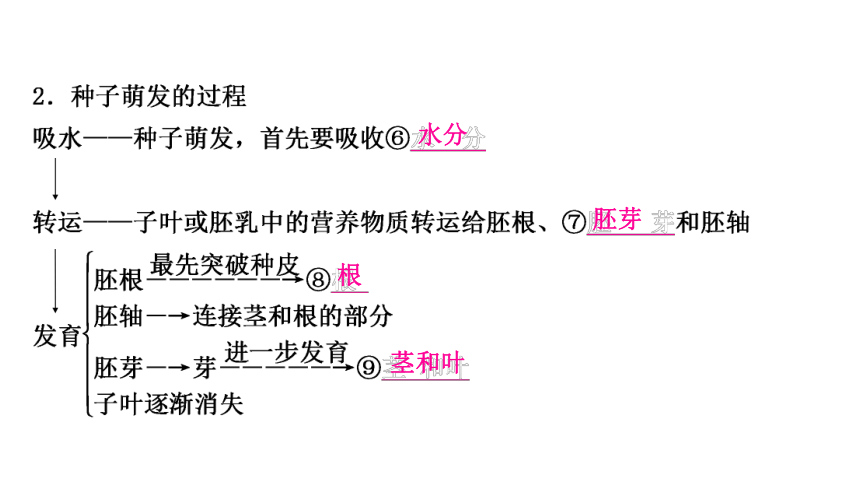 2023年人教版七年级生物上册复习专题★★第二章　被子植物的一生 课件