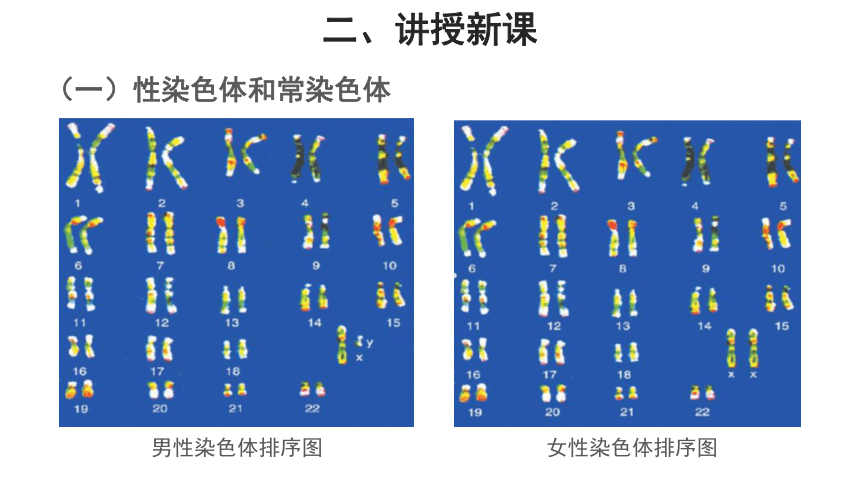 苏教版八年级下册 第三节 人的性别决定 教学课件（共11张PPT）