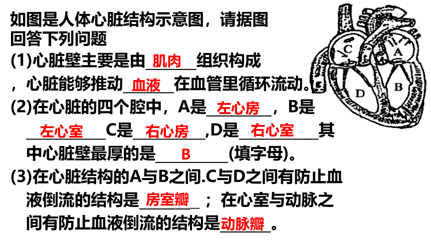 3.3.3 物质运输的途径课件(共42张PPT)2022-2023学年济南版生物七年级下册