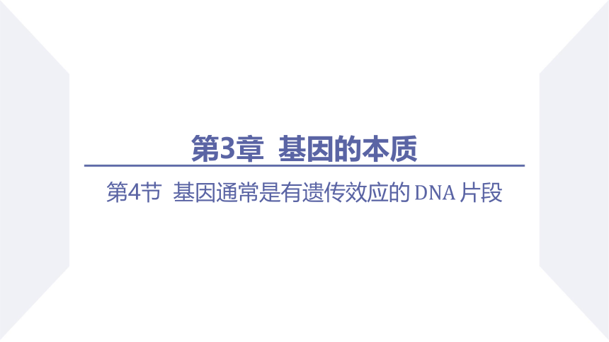 3.4 基因通常是有遗传效应的DNA片段 (共19张PPT)课件 2023-2024学年高一生物人教版（2019）必修第二册