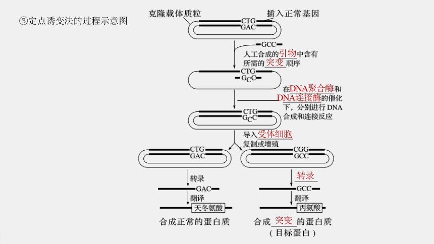 高中生物苏教版（2019）选择性必修3第三章 第三节　蛋白质工程（66张PPT）