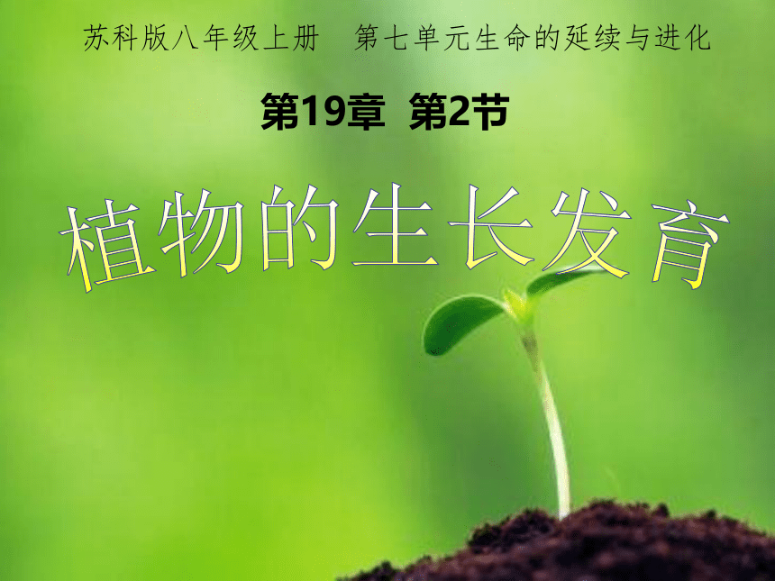 苏科版八上生物 19.2植物的生长发育 课件(共19张PPT)