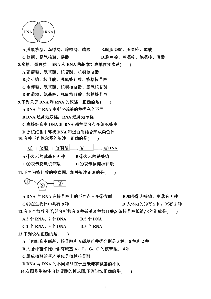 2.5   核酸是遗传信息的携带者（同步训练）2023—2024学年人教版（2019）生物高一上学期必修1（word版含答案）