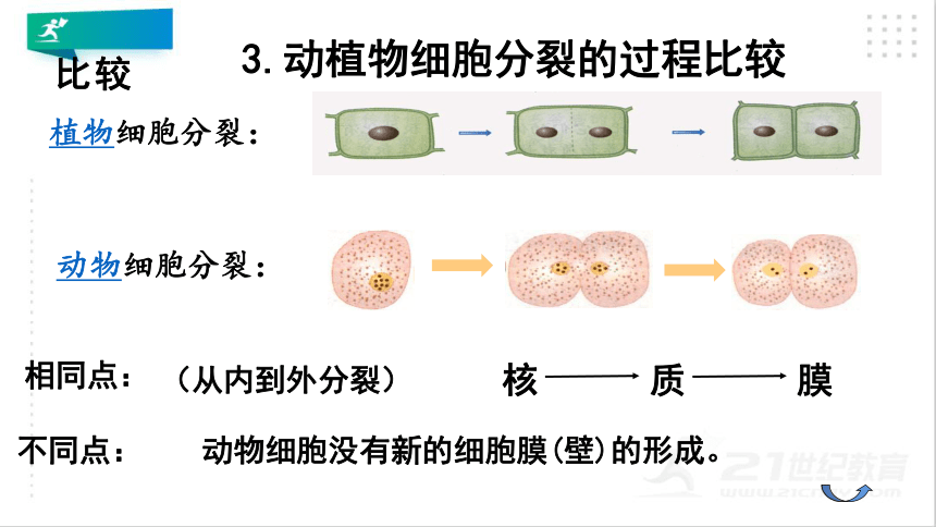 2.2.1 细胞通过分裂产生新细胞课件（共20张PPT）