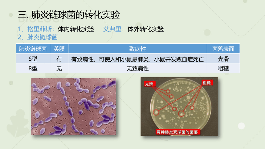 2022-2023学年高一生物人教版（2019）必修二3.1 DNA是主要的遗传物质（教学课件）（19张ppt）