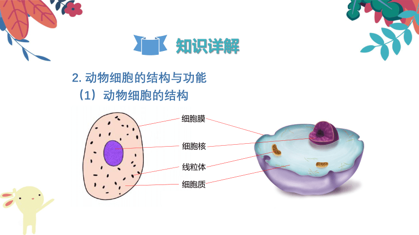 2.1.3《动物细胞》复习课件(共23张PPT)