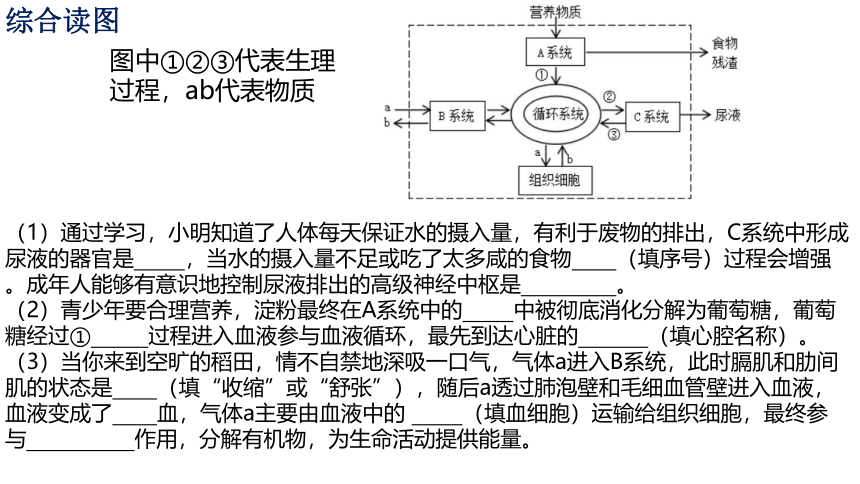 七年级期末人体系统综合复习