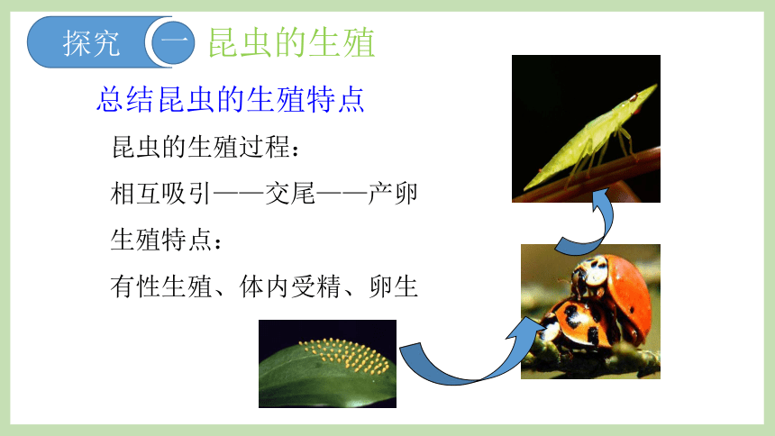 4.2.1昆虫的生殖和发育 课件(共40张PPT)2022-2023学年济南版八年级生物上册