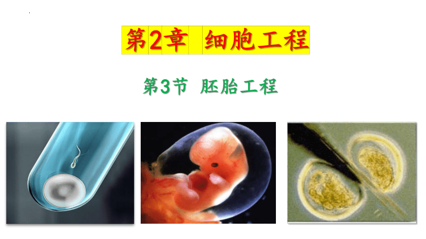 2.3.1 胚胎工程（第一课时） 课件(共19张PPT)-2023-2024学年高二下学期生物人教版（2019）选择性必修3