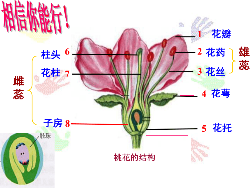 人教版生物七年级上册  3.2.3  开花和结果  课件(共36张PPT)