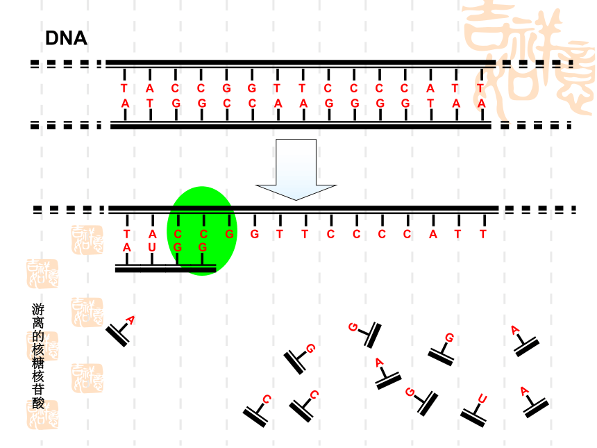 苏教版高中生物必修2第2章第三节《基因控制蛋白质的合成》微课教学课件(共37张PPT)