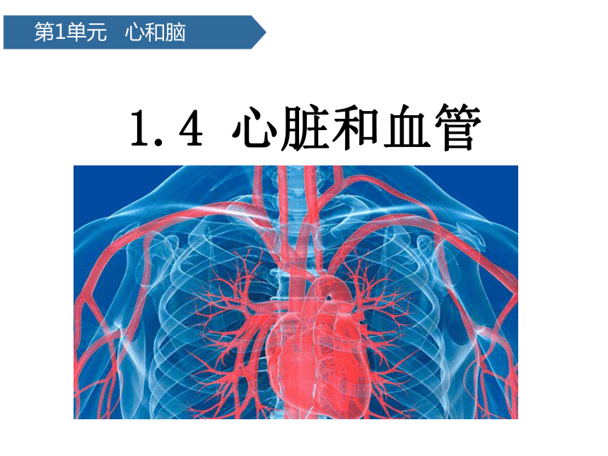 青岛版（六三制2017秋） 五年级下册1.4心脏和血管（课件20ppt）