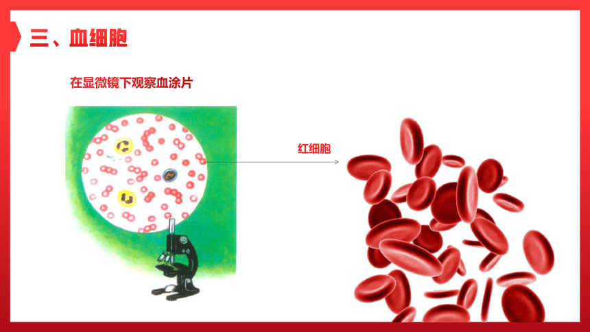 第一节 流动的组织──血液 课件（25张PPT）