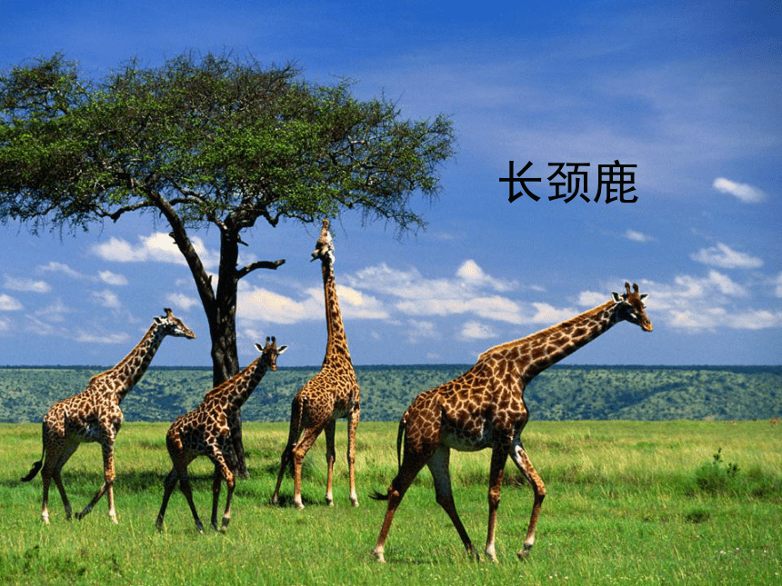 小学美术 岭南版 三年级上册16长颈鹿的启示  课件(共44张PPT)