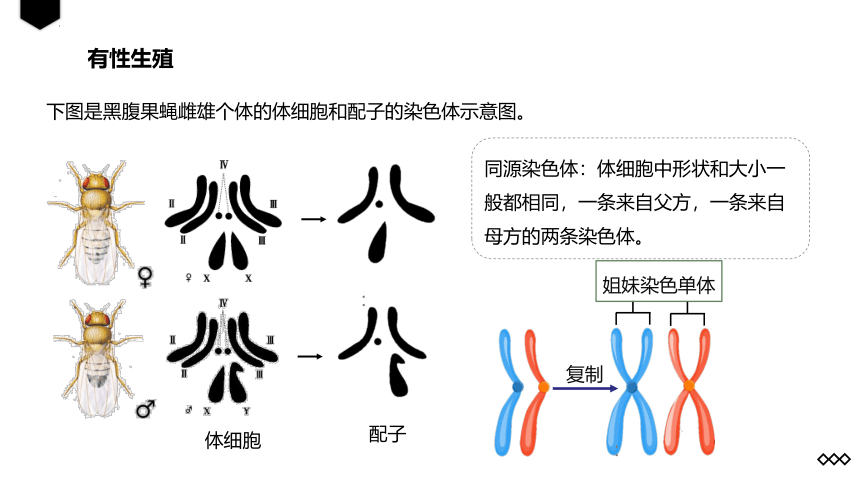 生物人教版（2019）必修2 2.1减数分裂和受精作用   课件 （共25张ppt）