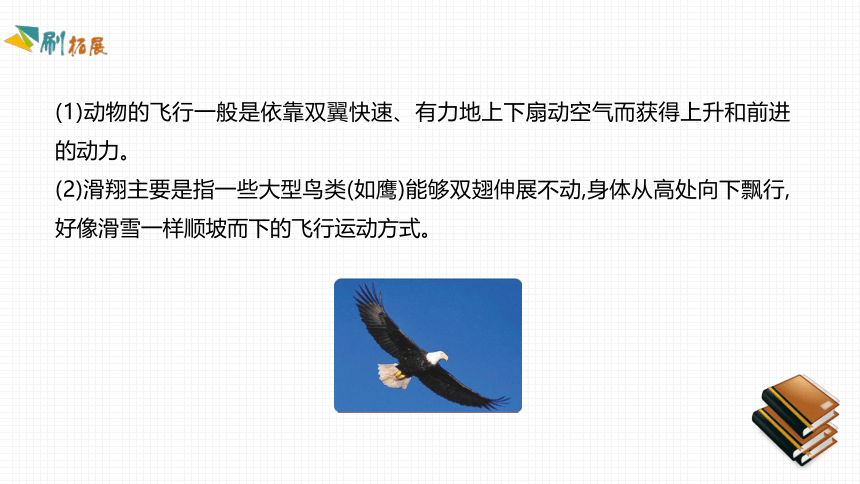 第十七章   动物的运动  素养提升课件(共20张PPT)