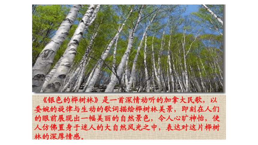 沪教版三年级下册课件银色的桦树林 (共17张PPT)