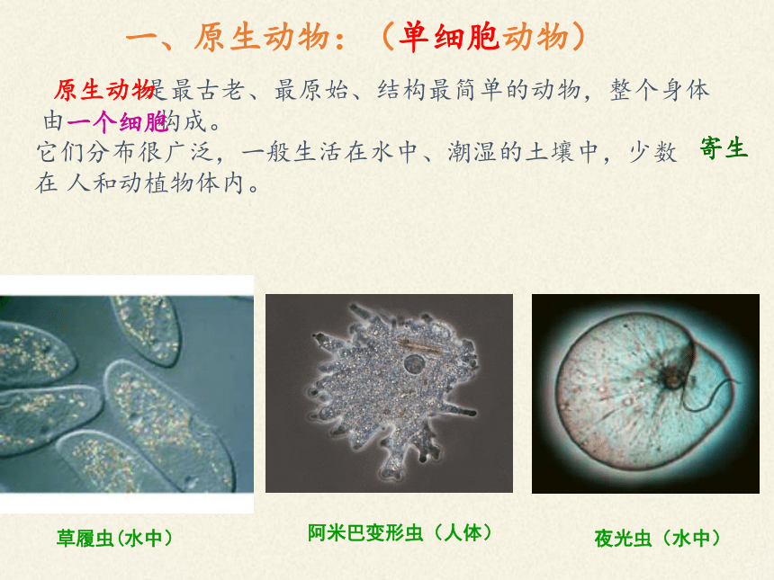 北师大版生物八年级下册 7.22.2 原生生物的主要类群 课件(共29张PPT)