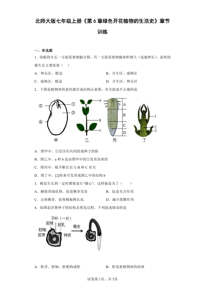 北师大版生物七年级上册 3.6 绿色开花植物的生活史 章节训练（附答案）