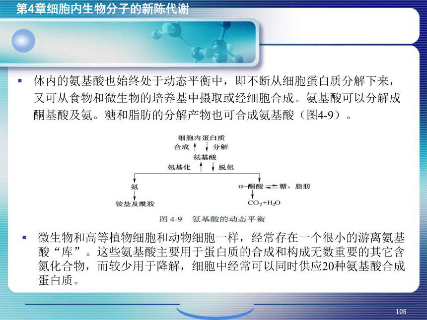 4.细胞内生物分子的新陈代谢_4 课件(共29张PPT）- 《环境生物化学》同步教学（机工版·2020）