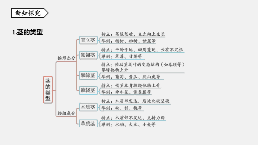 第4节 植物的茎与物质运输 同步练习（36张ppt）