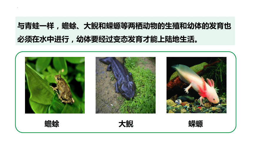 7.1.3两栖动物的生殖和发育课件(共30张PPT)2022-2023学年人教版生物八年级下册