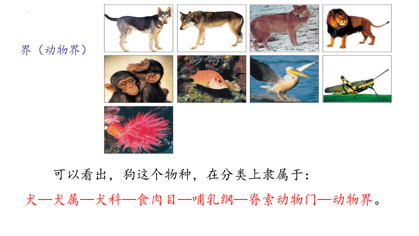 2021--2022学年八年级生物下册北师大版第22章第1节生物的分类课件(共18张PPT)