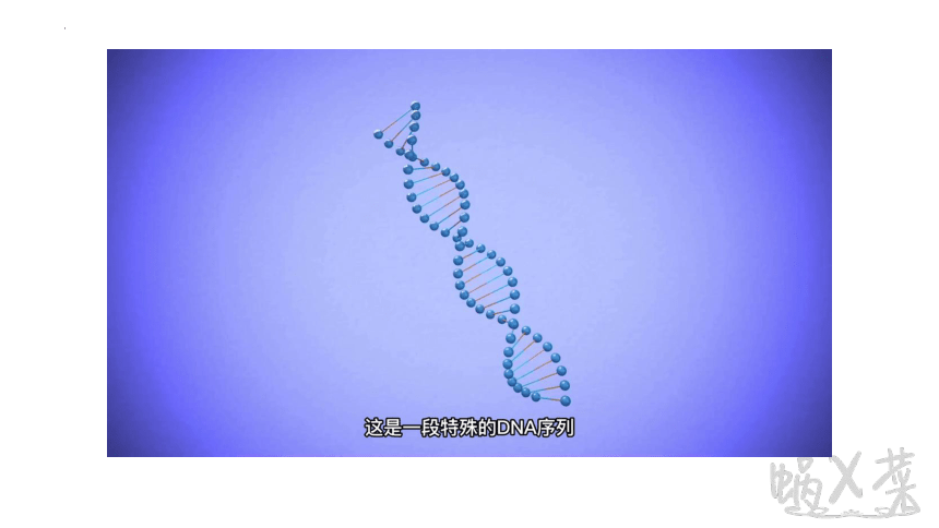 4.1转基因产品的安全性（共16张ppt，含1个视频）高中生物人教版（2019）选择性必修3