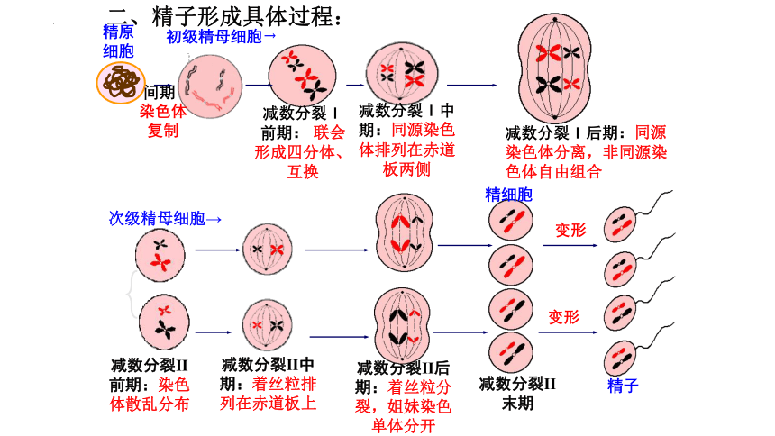 2024届高三二轮复习生物：减数分裂课件(共24张PPT)