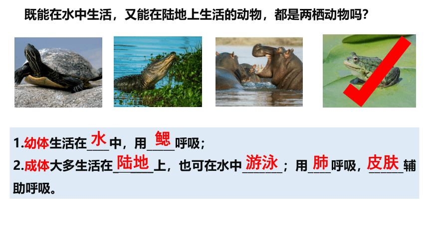 7.1.3两栖动物的生殖和发育课件(共22张PPT) 人教版生物八年级下册