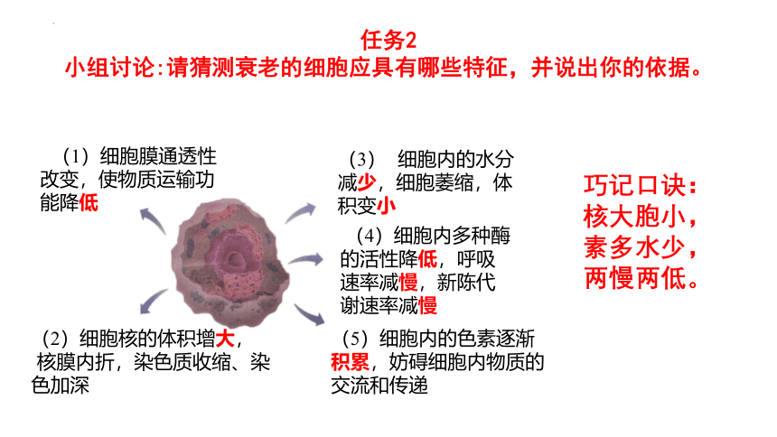 生物人教版（2019）必修1 6.3细胞的衰老和死亡（共20张ppt）