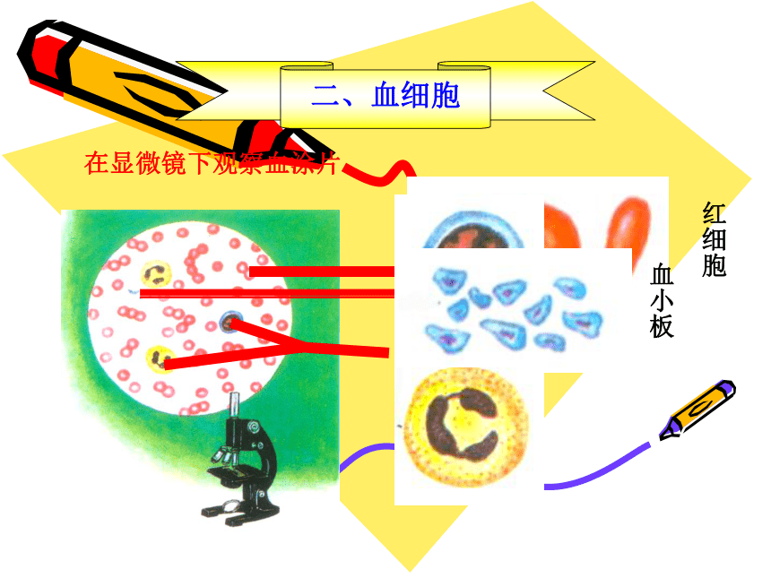 北师大版 七下 第四单元 第九章 第一节-血液课件 （27张PPT）