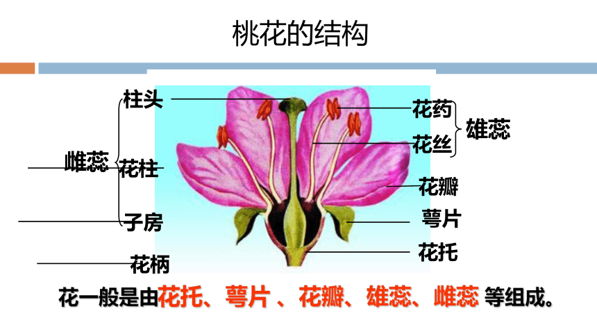 3.2.3开花与结果课件(22张PPT）