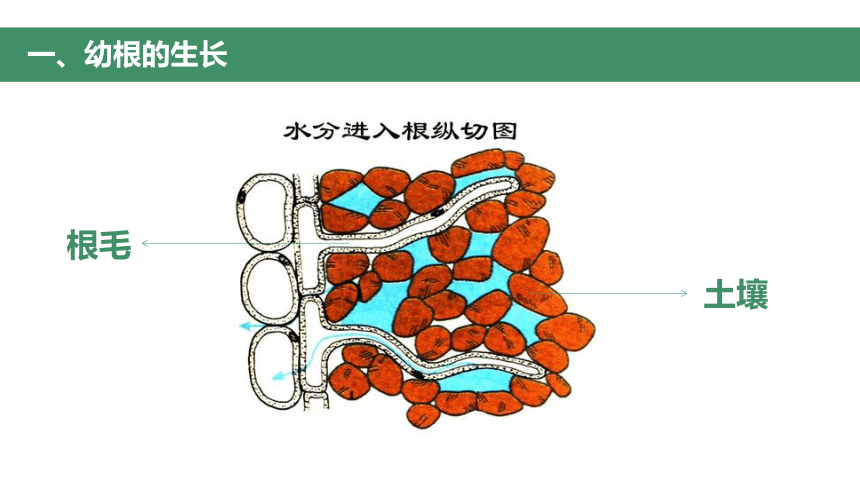 第二节 植株的生长 课件（30张PPT）