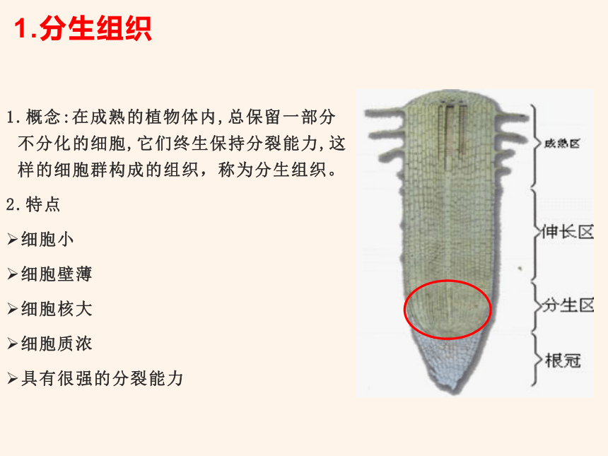 人教版生物七年级上册 2.2.3 植物体的结构层次 2022--2023学年课件 (共15张PPT)