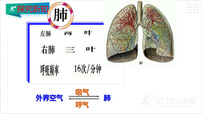 4.3.2 发生在肺内的气体交换课件（共45张PPT）