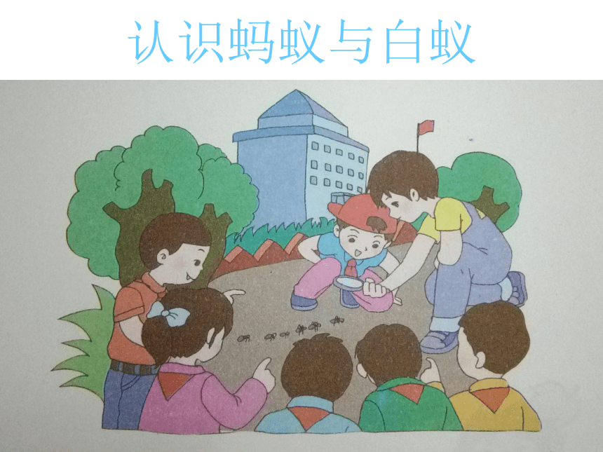 三年级下册综合实践活动课件- 蚂蚁｜粤教版  (共15张PPT)