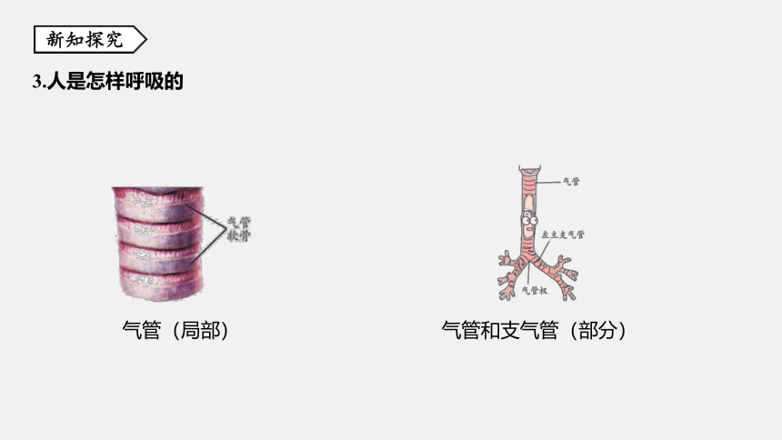 第5节 生物的呼吸和呼吸作用 同步练习（48张ppt）