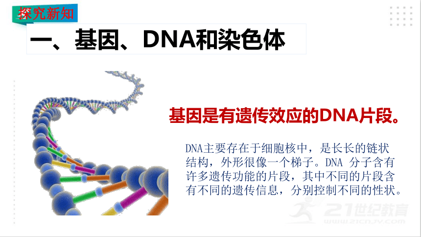 7.2.2 基因在亲子代间的传递-课件（共26张PPT）