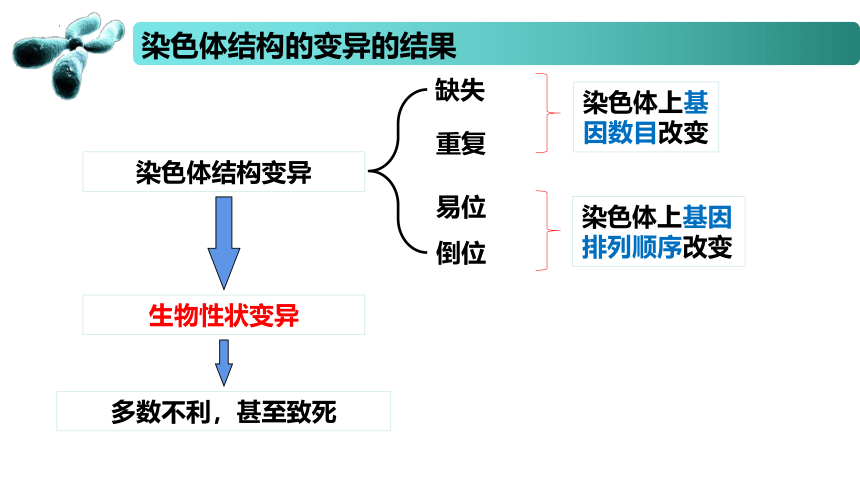 3.1 染色体变异及其应用  课件(共50张PPT) 2022-2023学年高一生物 苏教版2019必修2